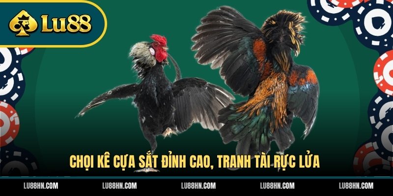 Chọi kê cựa sắt đỉnh cao, tranh tài rực lửa