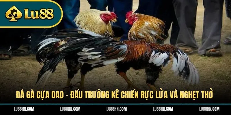 Đá Gà Cựa Dao - Đấu Trường Kê Chiến Rực Lửa Và Nghẹt Thở