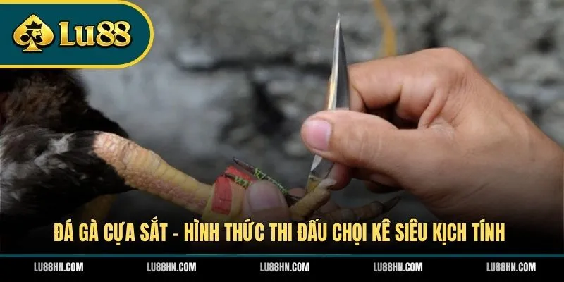 Đá Gà Cựa Sắt - Hình Thức Thi Đấu Chọi Kê Siêu Kịch Tính