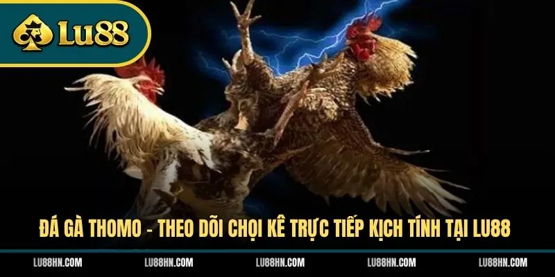 Đá Gà Thomo - Theo Dõi Chọi Kê Trực Tiếp Kịch Tính Tại LU88