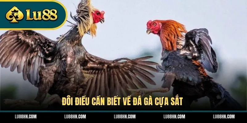 Đôi điều cần biết về đá gà cựa sắt