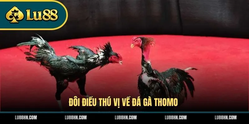 Đôi điều thú vị về đá gà Thomo