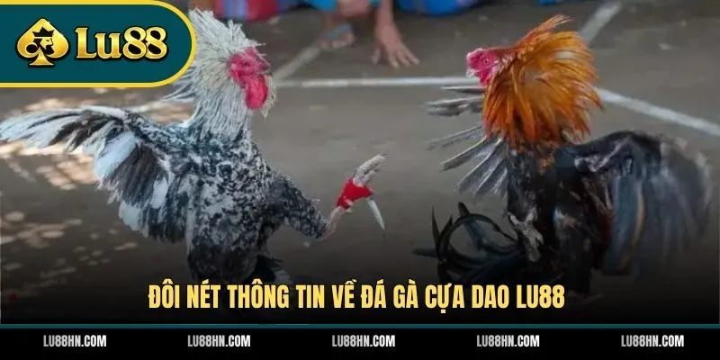 Đôi nét thông tin về đá gà cựa dao LU88