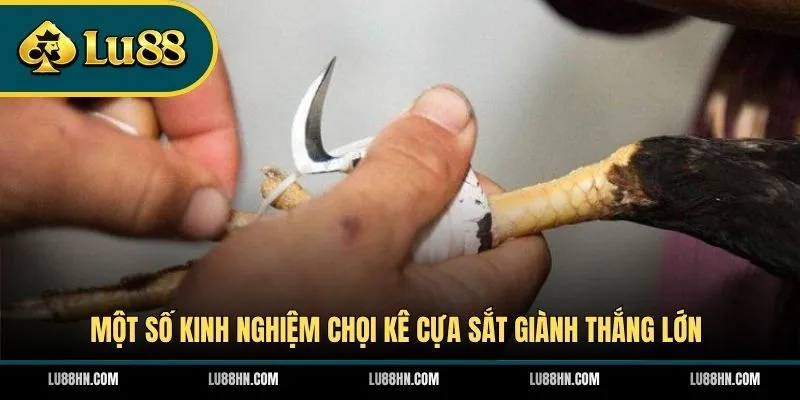Một số kinh nghiệm chọi kê cựa sắt giành thắng lớn