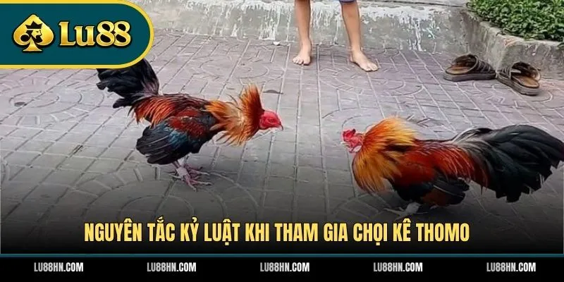 Nguyên tắc kỷ luật khi tham gia chọi kê Thomo 