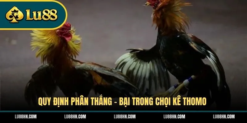 Quy định phân thắng - bại trong chọi kê Thomo